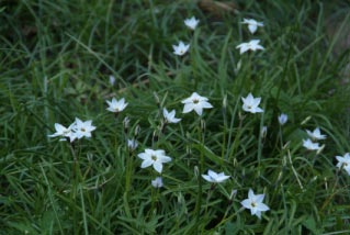 Ipheion uniflorumOude wijfjes bestellen